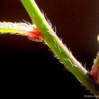 Pluchea paniculata (Willd.) Karthik. & Moorthy